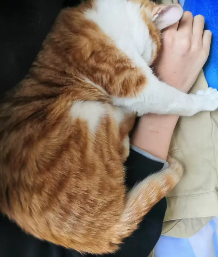 The author’s adopted orange cat asleep on his lap